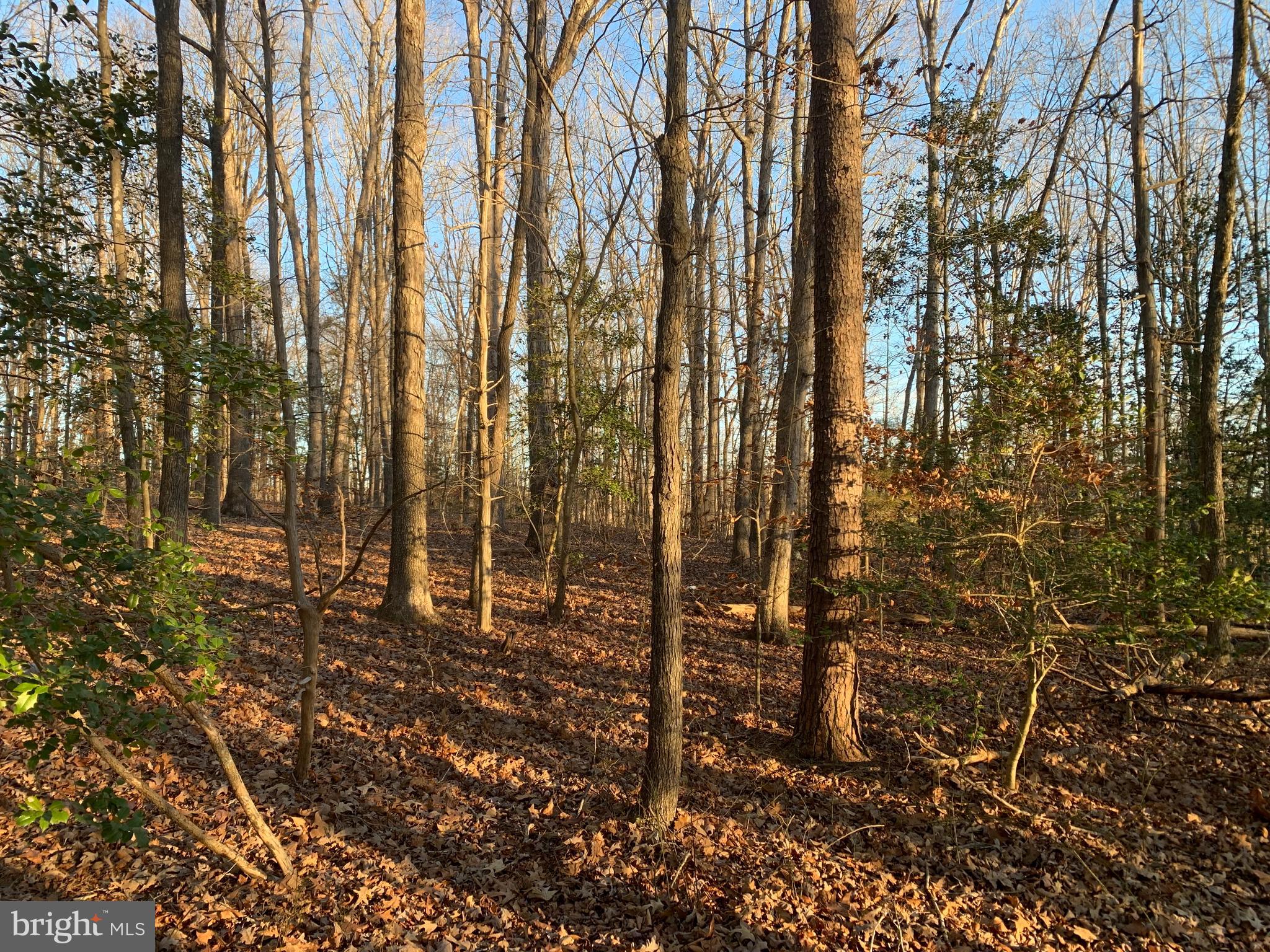 0 Anderson Mill Road Beaverdam, VA 23015 - Photo 5 of 12 Mature Trees on Lot