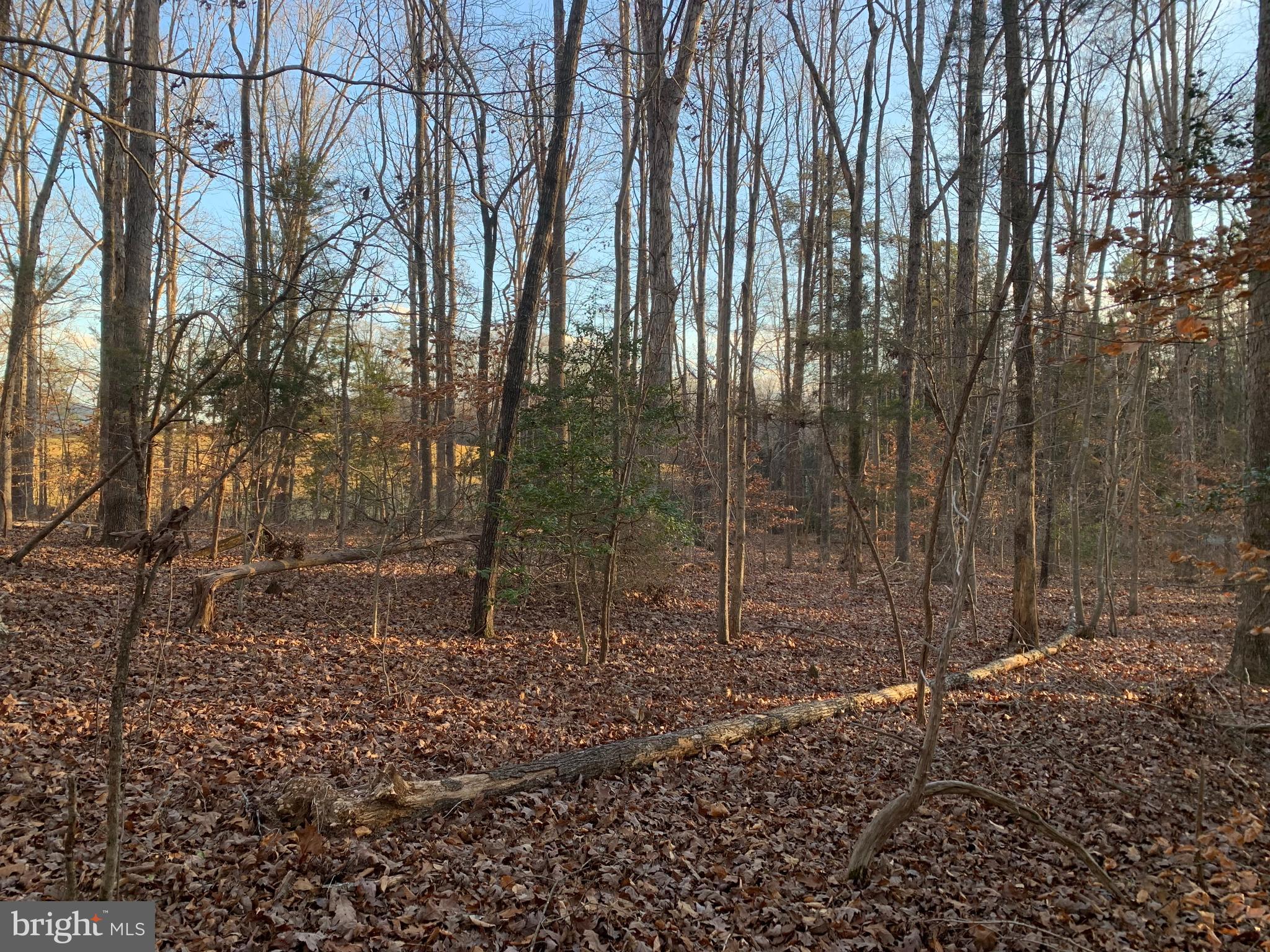 0 Anderson Mill Road Beaverdam, VA 23015 - Photo 6 of 12 Partially Wooded Area