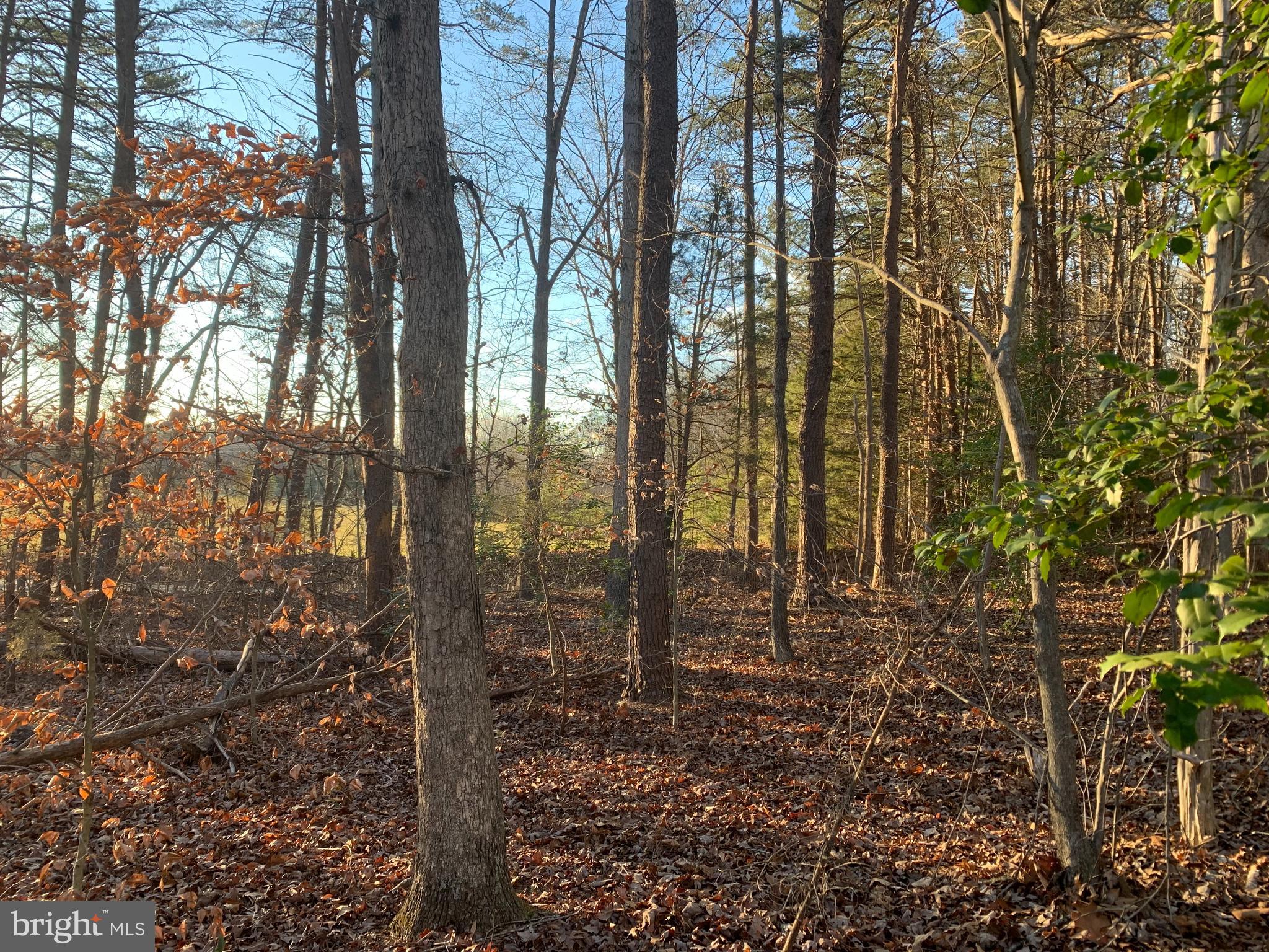 0 Anderson Mill Road Beaverdam, VA 23015 - Photo 8 of 12 Mature Trees on Lot