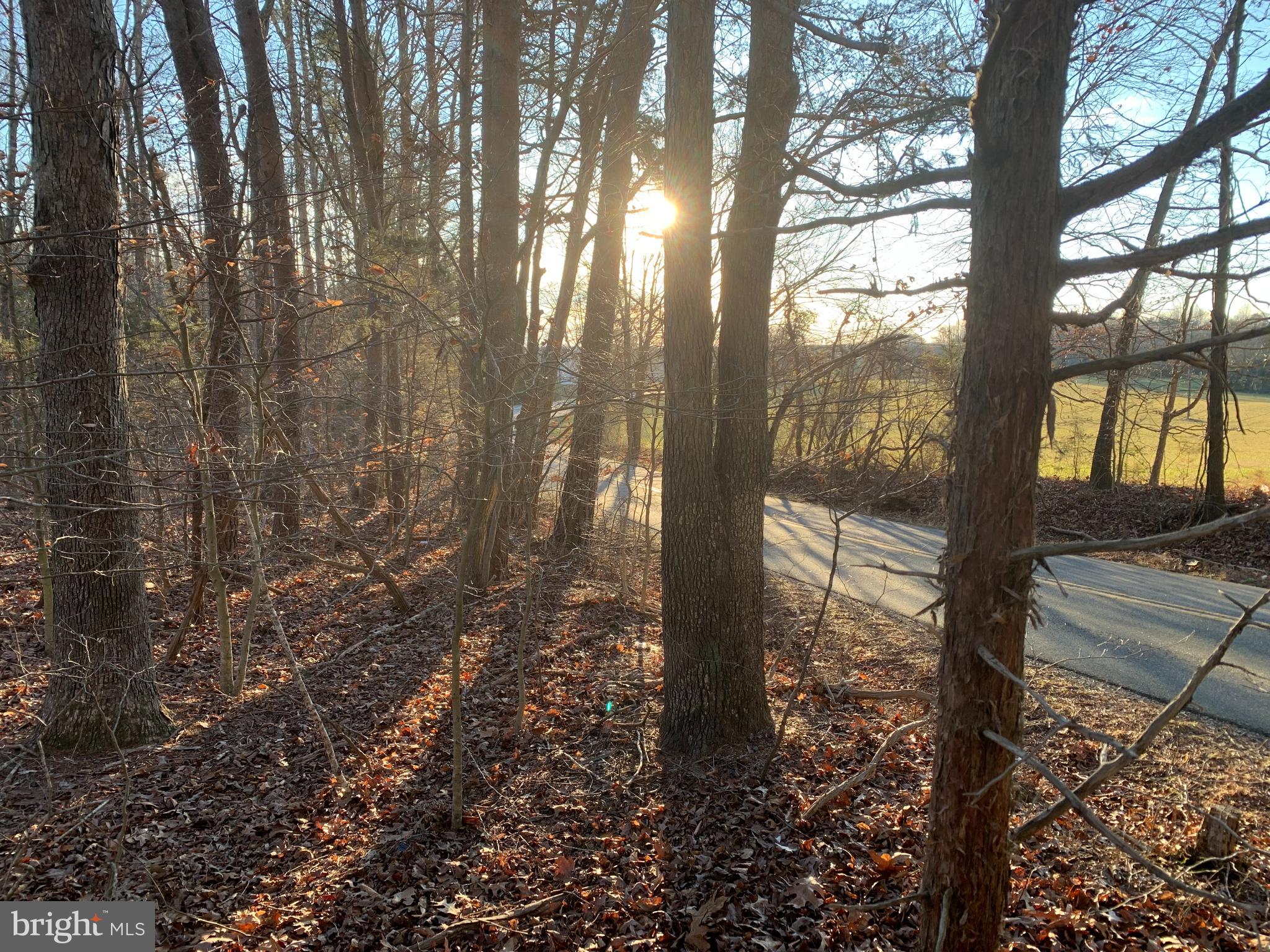 0 Anderson Mill Road Beaverdam, VA 23015 - Photo 9 of 12 View of Road From Lot
