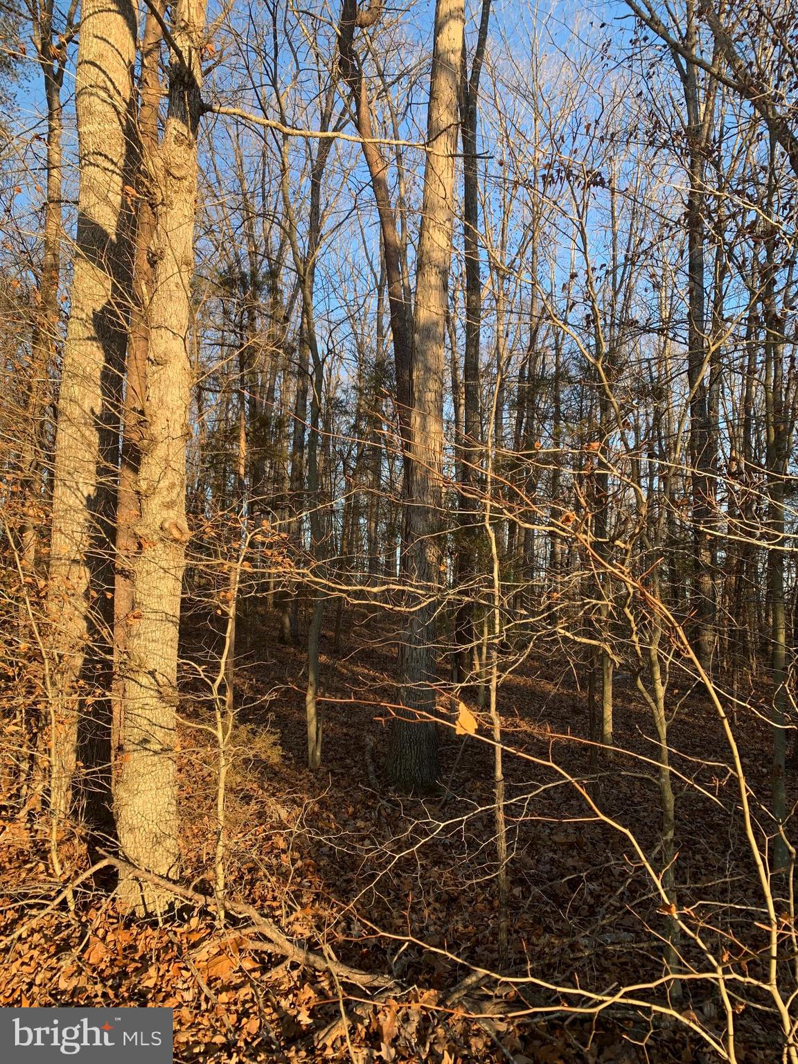 0 Anderson Mill Road Beaverdam, VA 23015 - Photo 10 of 12 Mature Trees on Lot
