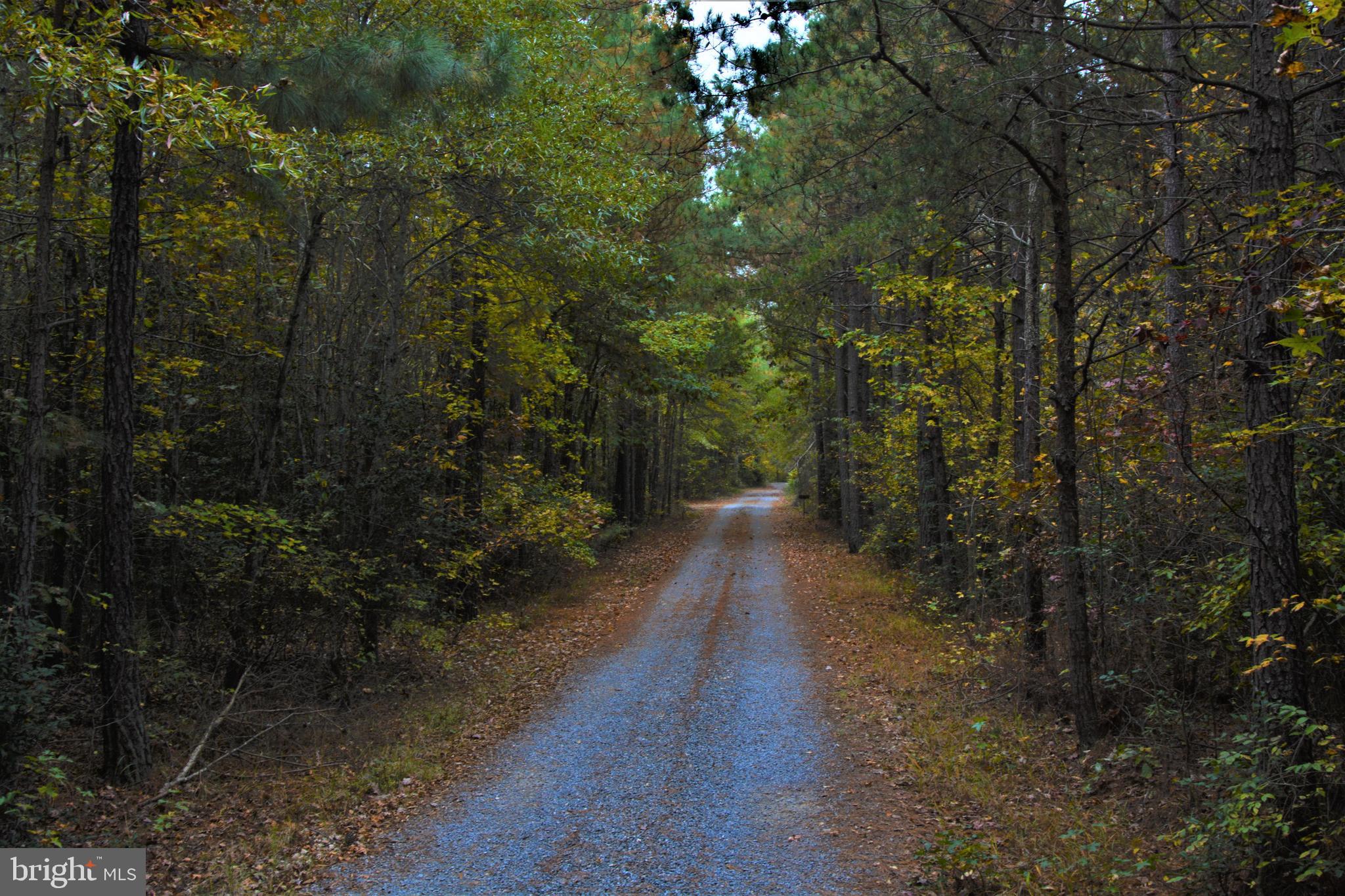 7515 Tate Road Ruther Glen, VA 22546 - Photo 2 of 28 Autumn colors are phenomenal on your proeprty.