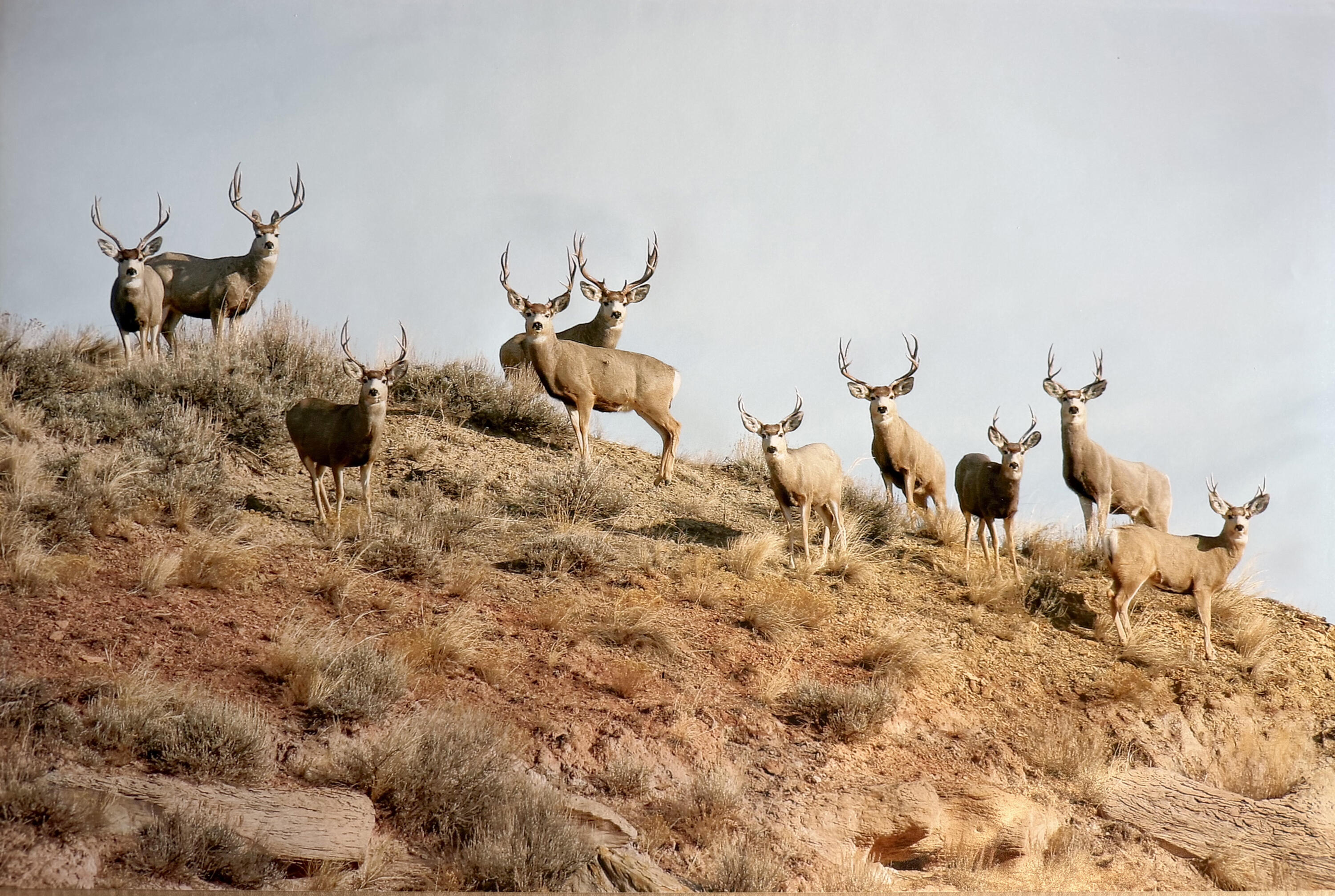 593 Lower Prairie Dog Road Sheridan, WY 82801 - Photo 4 of 142 Bachelor Party FINAL