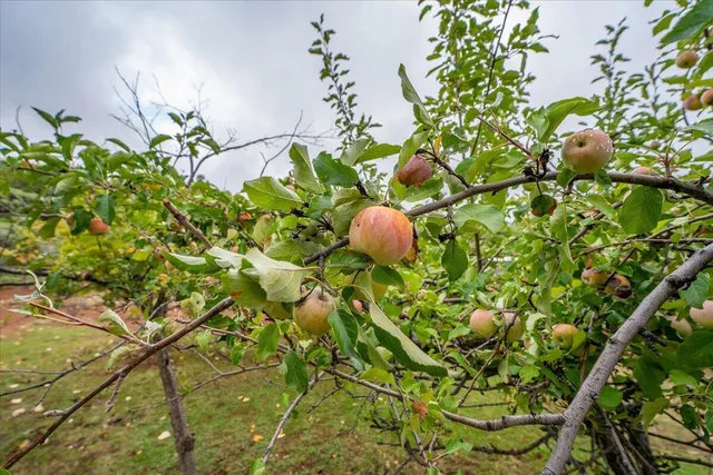 a view of a lake with a mountain