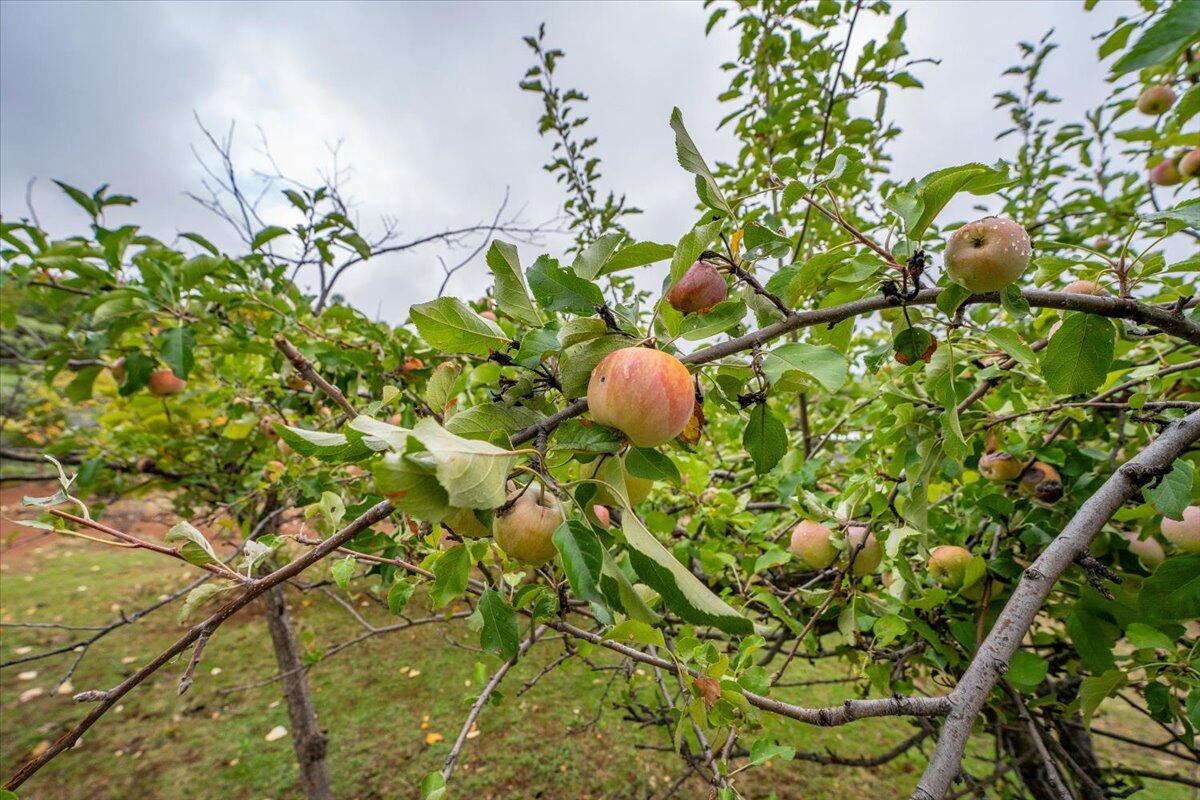 30153 Frisby Road Oak Run, CA 96069 - Photo 48 of 56 a view of flowers in a garden