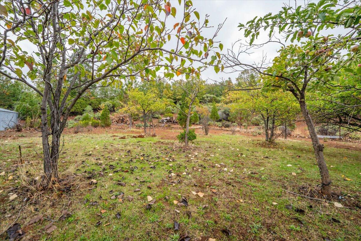30153 Frisby Road Oak Run, CA 96069 - Photo 49 of 56 a view of yard with trees