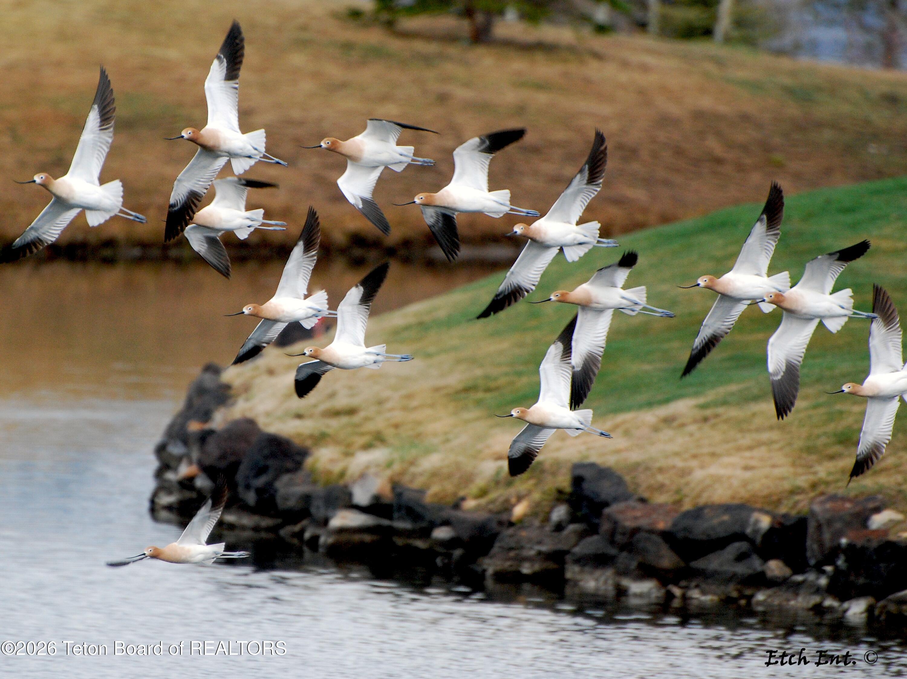 56 Rammell Road Victor, ID 83455 - Photo 16 of 28 American Avocets over #15