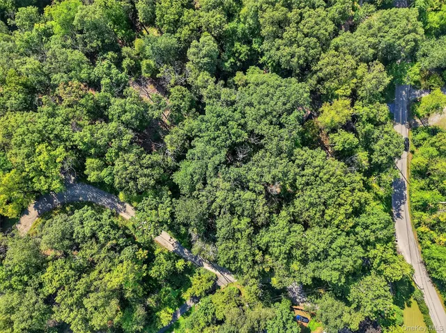 view of a lush green forest with lots of trees
