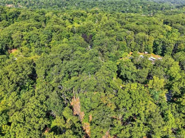 a view of a lush green forest with a tree
