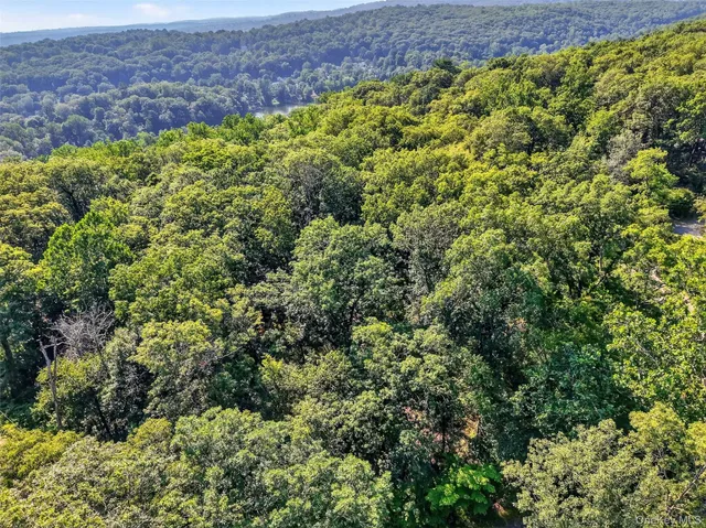 a view of a garden with a plant