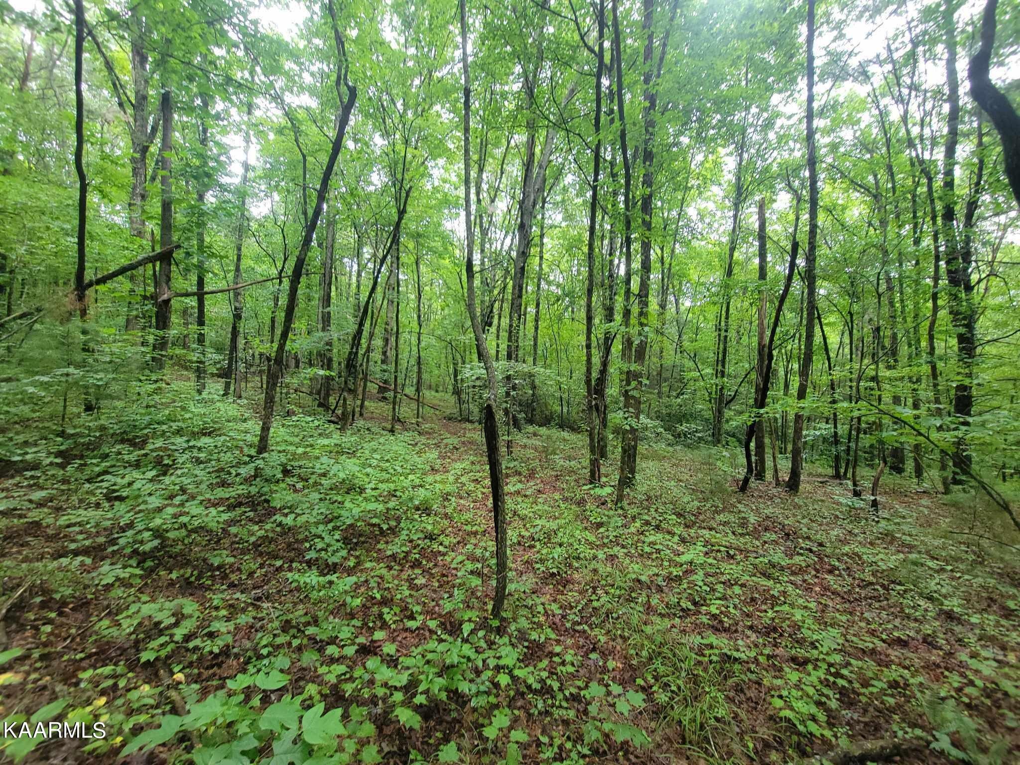 0 40 Model Farm Road Jamestown, TN 38556 - Photo 16 of 59