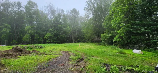 a lush green forest with lots of trees