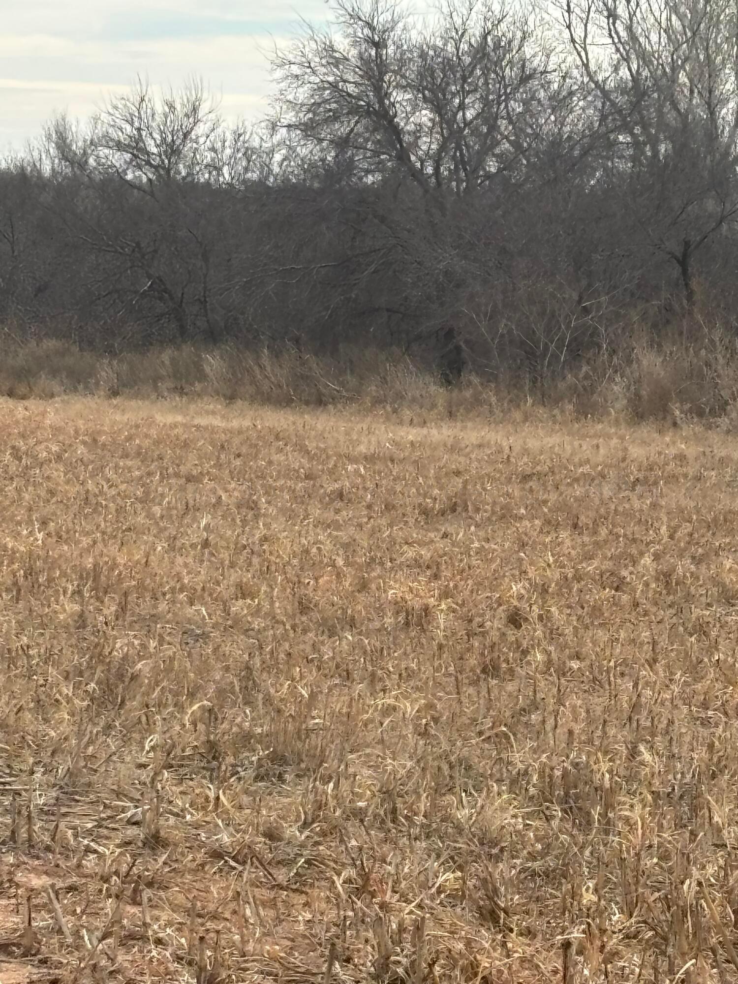 10 County Road West Childress, TX 79201 - Photo 12 of 19 a view of a yard