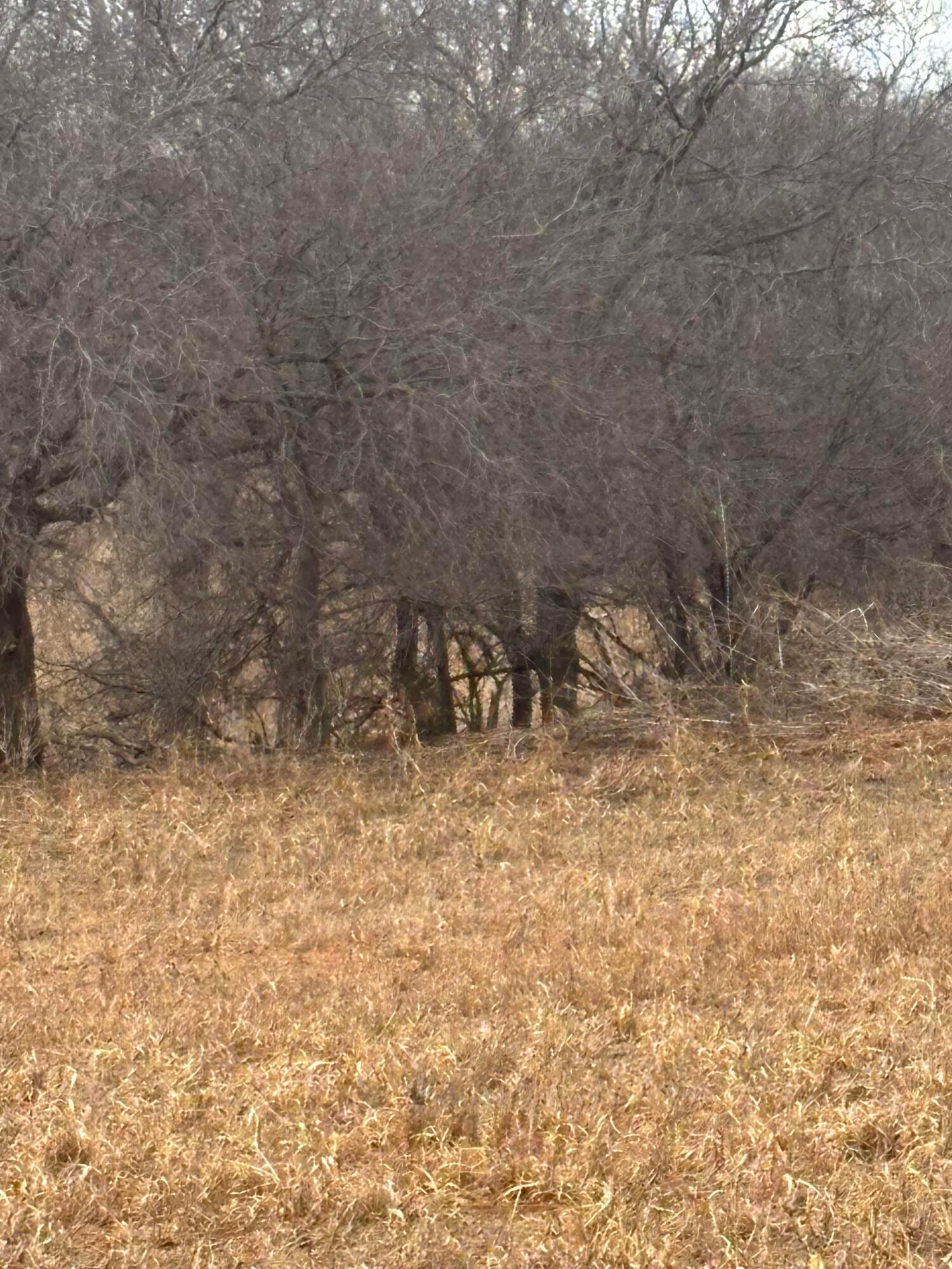 10 County Road West Childress, TX 79201 - Photo 13 of 19 a view of small yard