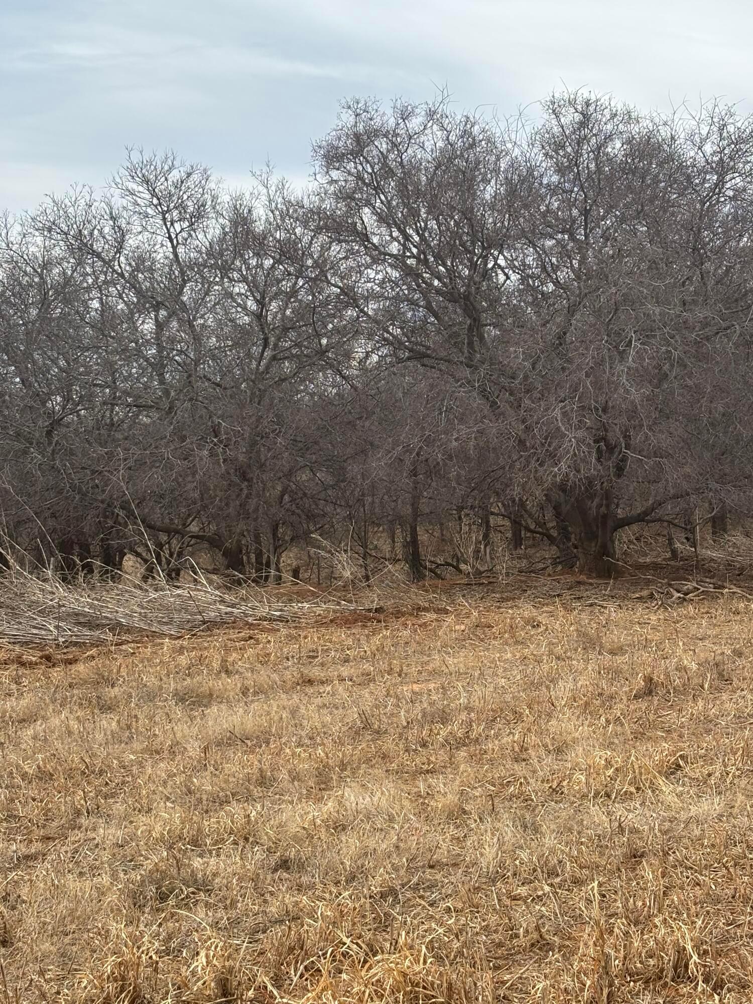 10 County Road West Childress, TX 79201 - Photo 14 of 19 a view of a yard with a tree