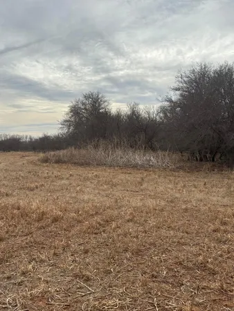 a view of a dry yard with trees