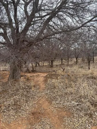 a view of a yard with a tree