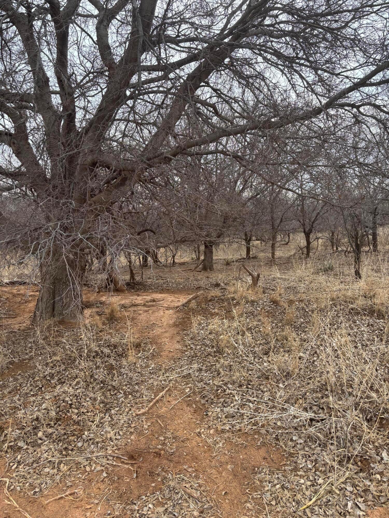 10 County Road West Childress, TX 79201 - Photo 3 of 19 a view of dirt yard with a tree