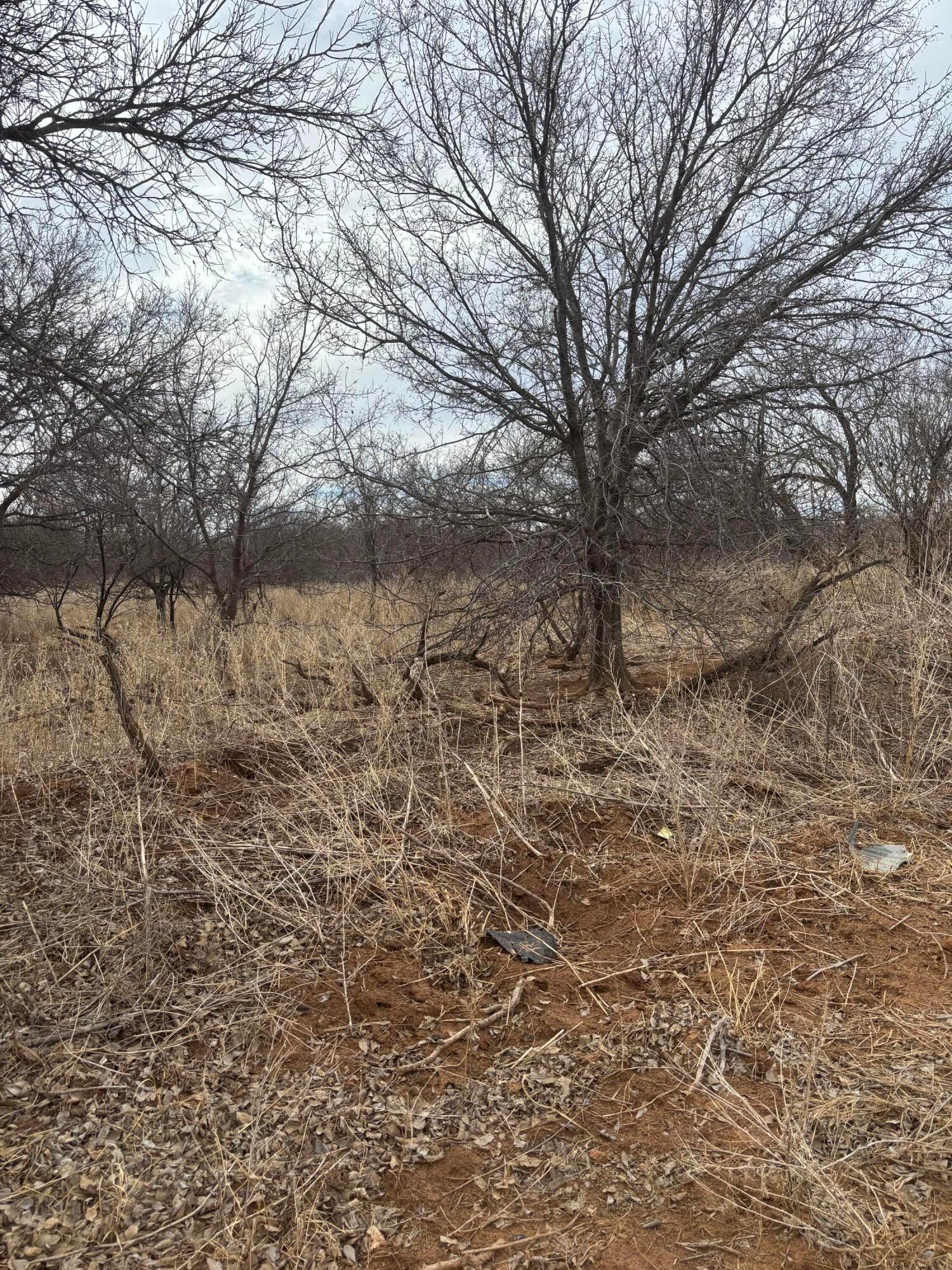 10 County Road West Childress, TX 79201 - Photo 5 of 19 a view of a yard with a tree