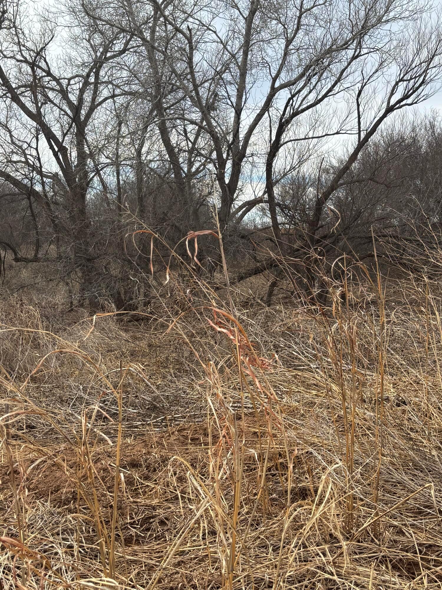10 County Road West Childress, TX 79201 - Photo 10 of 19 a backyard of a house with large trees