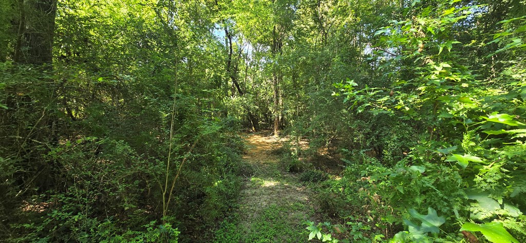 4739 Wallace Buie Road Columbia, AL 36319 - Photo 37 of 54