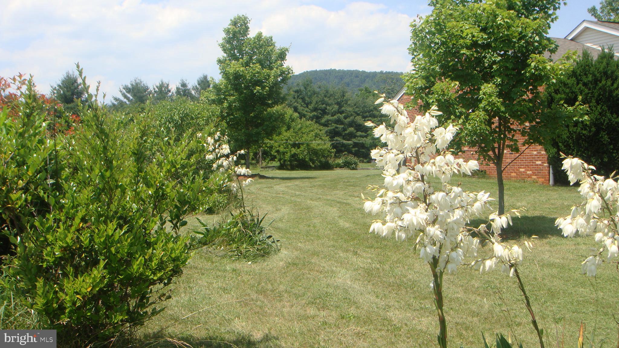 39 Sharp Rock Road Sperryville, VA 22740 - Photo 8 of 21 a view of a tree in a yard