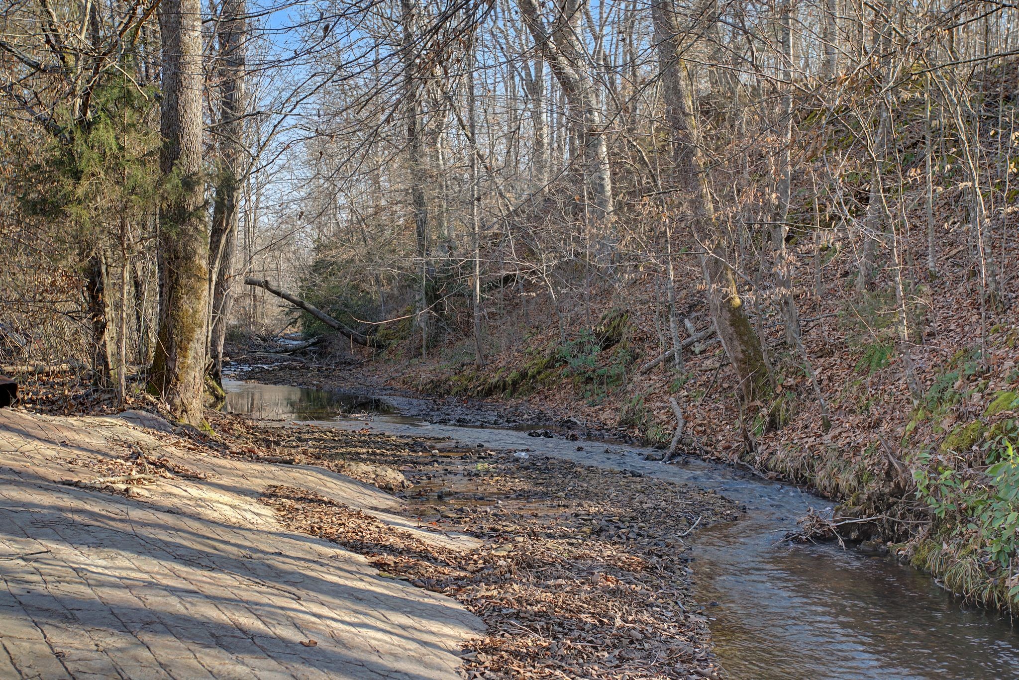 405 Napier Road Hohenwald, TN 38462 - Photo 27 of 37 a view of a yard with large trees