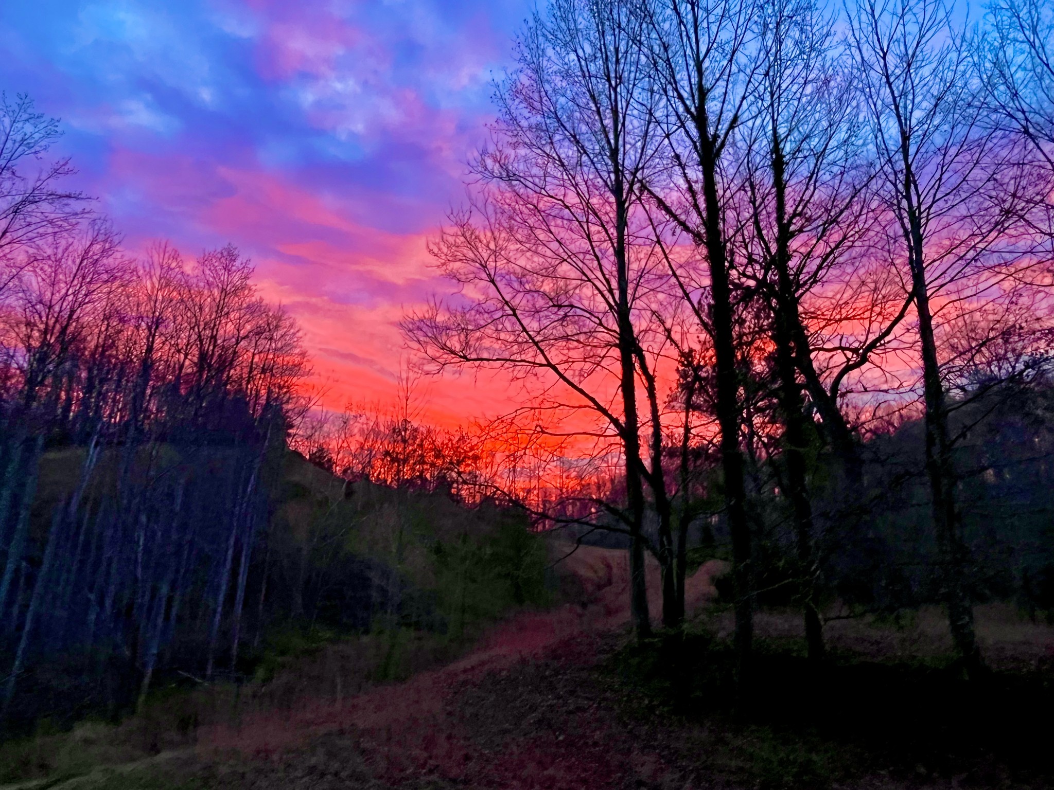 405 Napier Road Hohenwald, TN 38462 - Photo 34 of 37 a backyard of a house with lots of green space