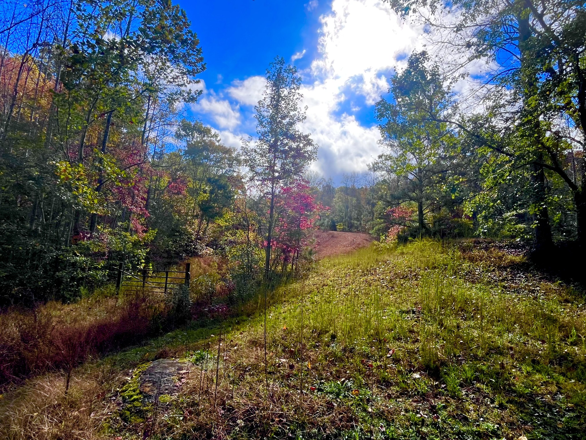 405 Napier Road Hohenwald, TN 38462 - Photo 35 of 37 a view of a garden with plants and large trees