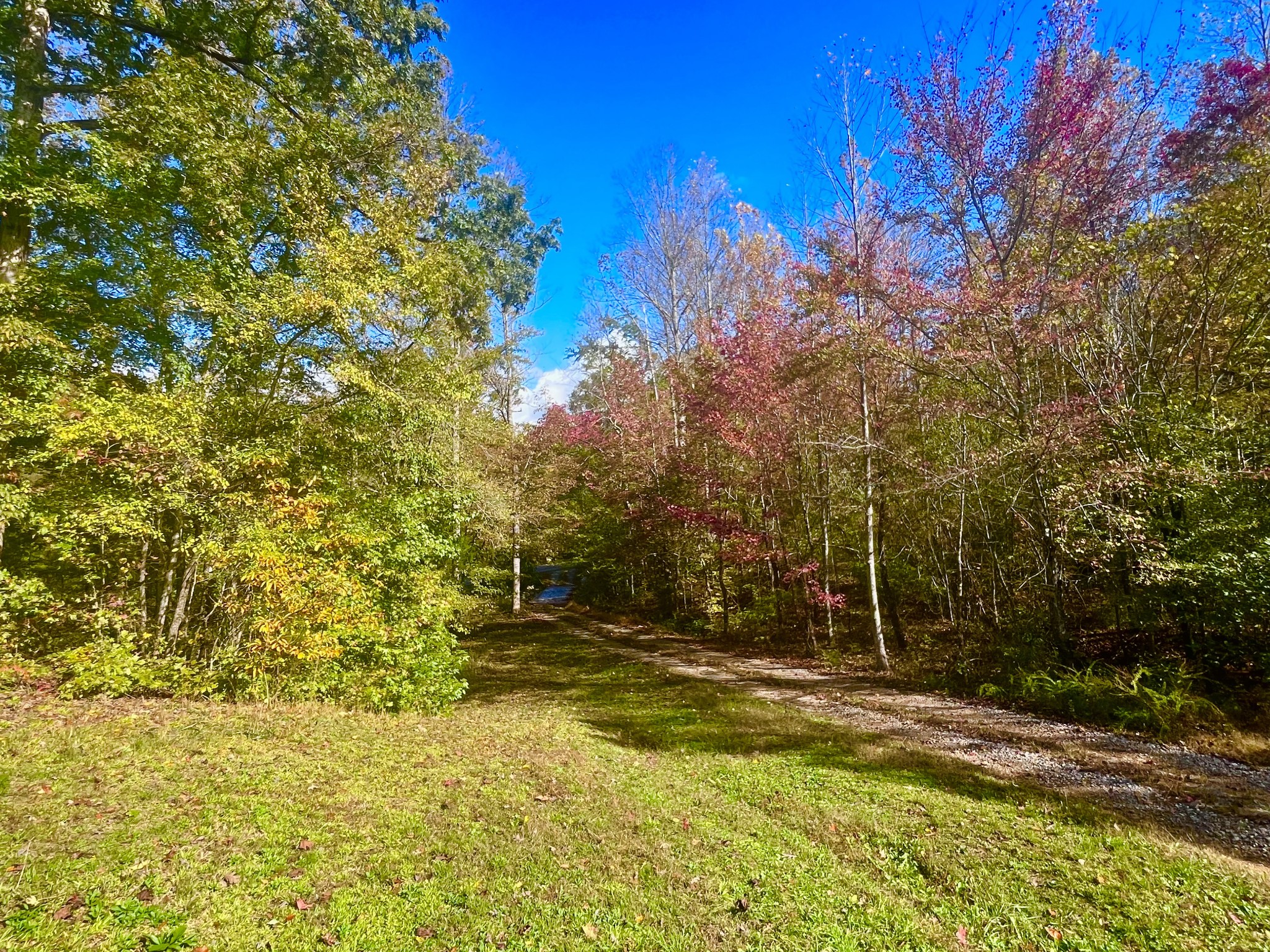 405 Napier Road Hohenwald, TN 38462 - Photo 36 of 37 a view of a yard with trees