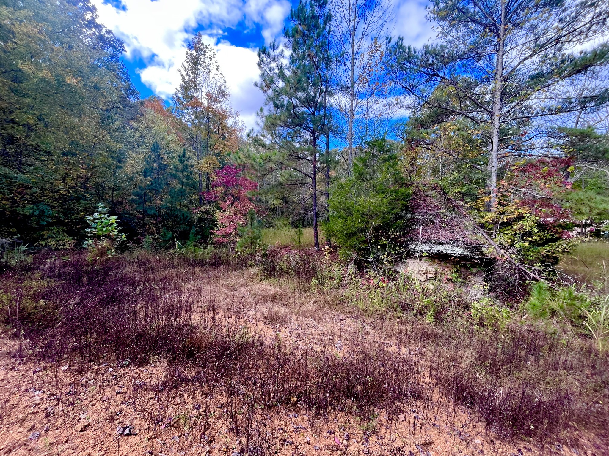 405 Napier Road Hohenwald, TN 38462 - Photo 37 of 37 a view of a yard with plants