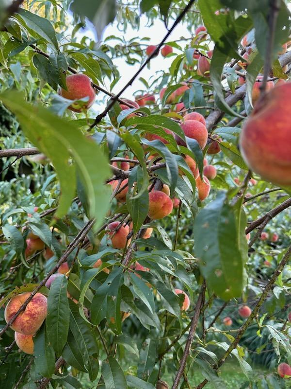 596 Crowfield Cir Road Lewisburg, WV 24901 - Photo 40 of 41 Delicious peaches to harvest in the back yard.