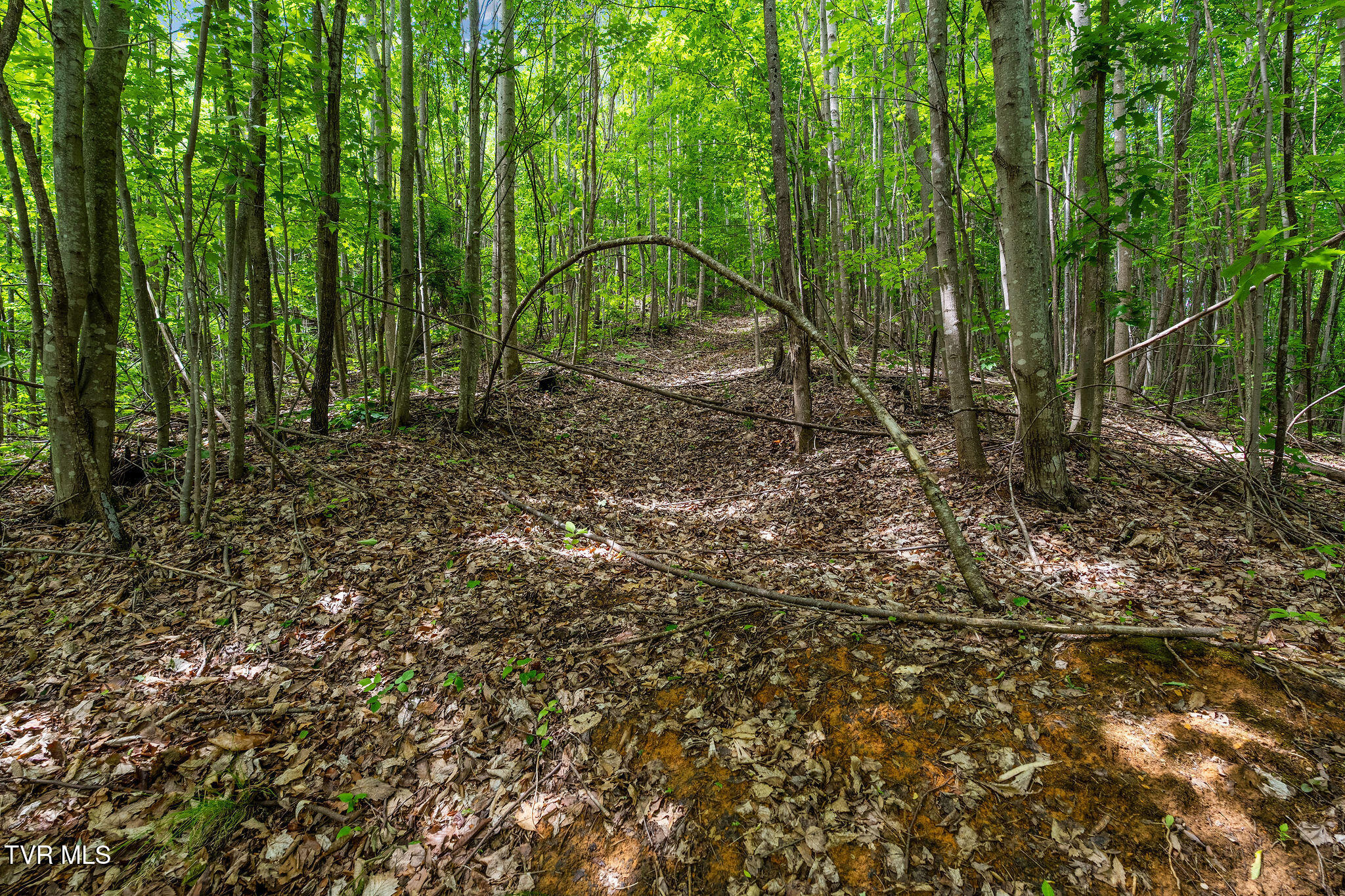 Tbd Wattenbarger Gap Road Greeneville, TN 37745 - Photo 39 of 41 DSC08347