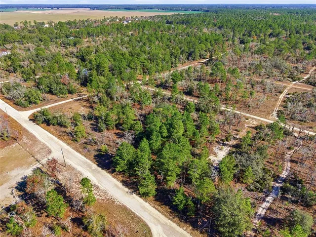 a view of a forest with a street