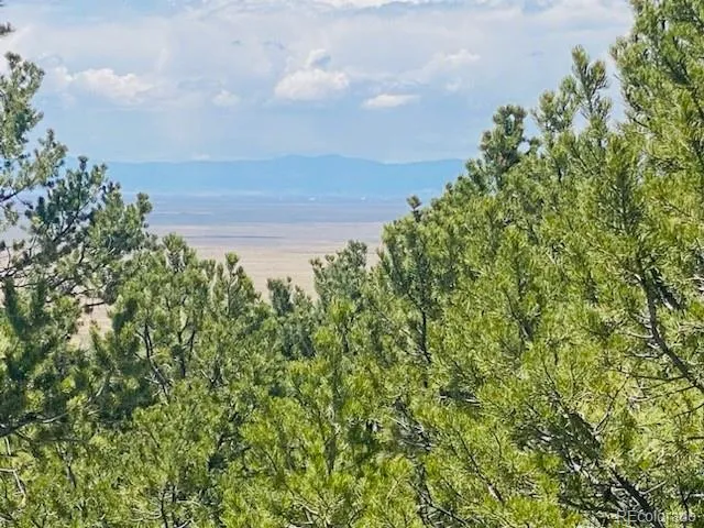 a view of a bunch of trees