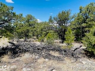 65 Mill Run Mosca, CO 81146 - Photo 5 of 12 a view of a yard with plants and tree