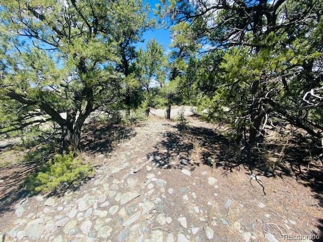 65 Mill Run Mosca, CO 81146 - Photo 10 of 12 a view of a forest with trees