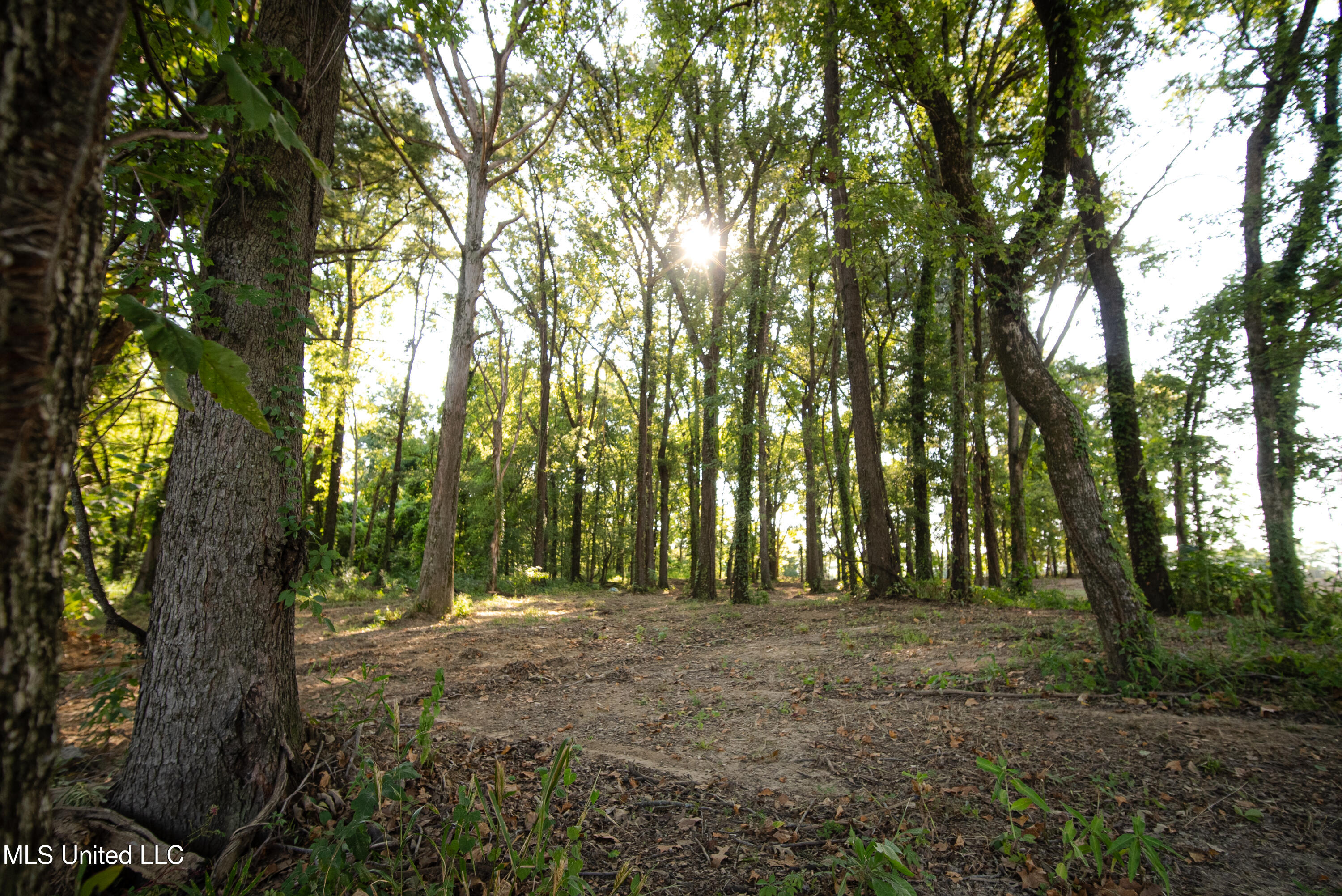 6710 Money Road Greenwood, MS 38930 - Photo 13 of 58 DSC00141