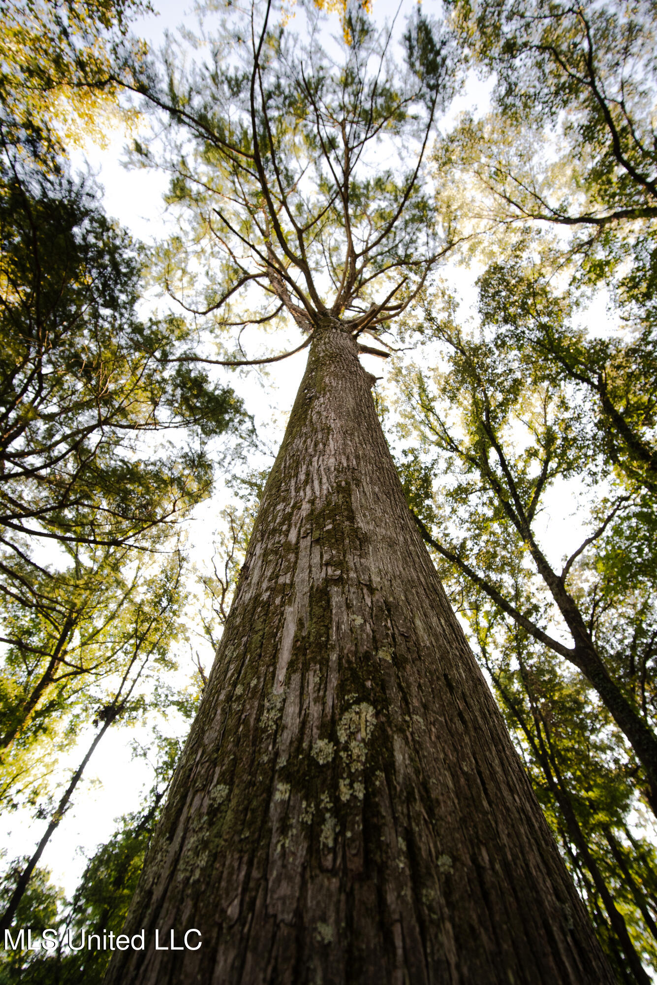 6710 Money Road Greenwood, MS 38930 - Photo 19 of 58 DSC00239