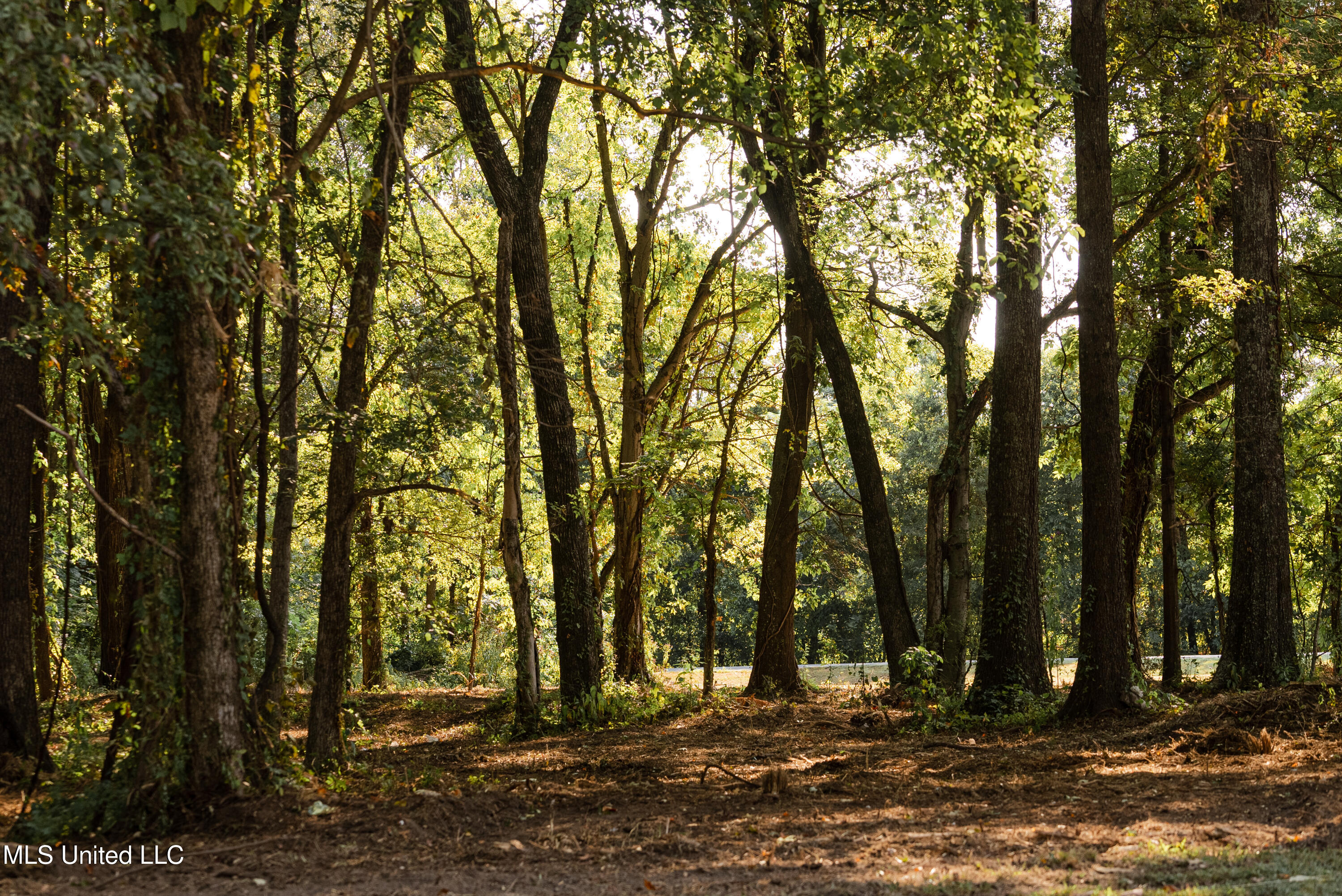 6710 Money Road Greenwood, MS 38930 - Photo 21 of 58 DSC00267