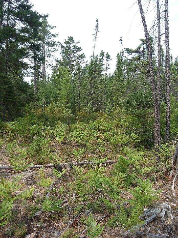 0 West Edge Road Germfask, MI 49836 - Photo 25 of 26 Gallery Image 25