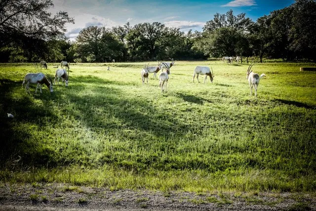 $229,000 | Lot 116 Majestic Hls Drive, Unit 116, Blanco, TX 78606