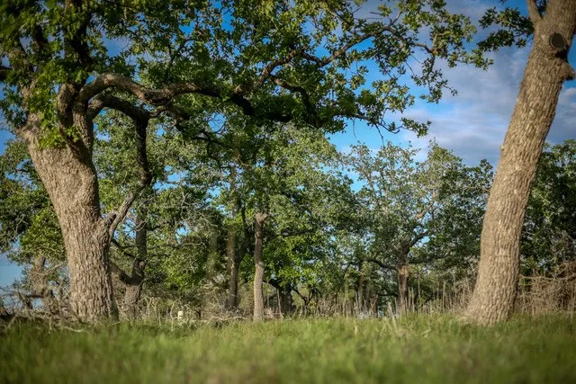 $229,000 | Lot 116 Majestic Hls Drive, Unit 116, Blanco, TX 78606