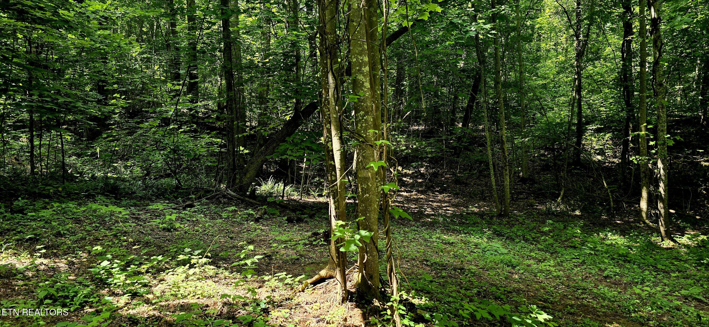 1580 Restful Way Newport, TN 37821 - Photo 4 of 7 20250620_115312