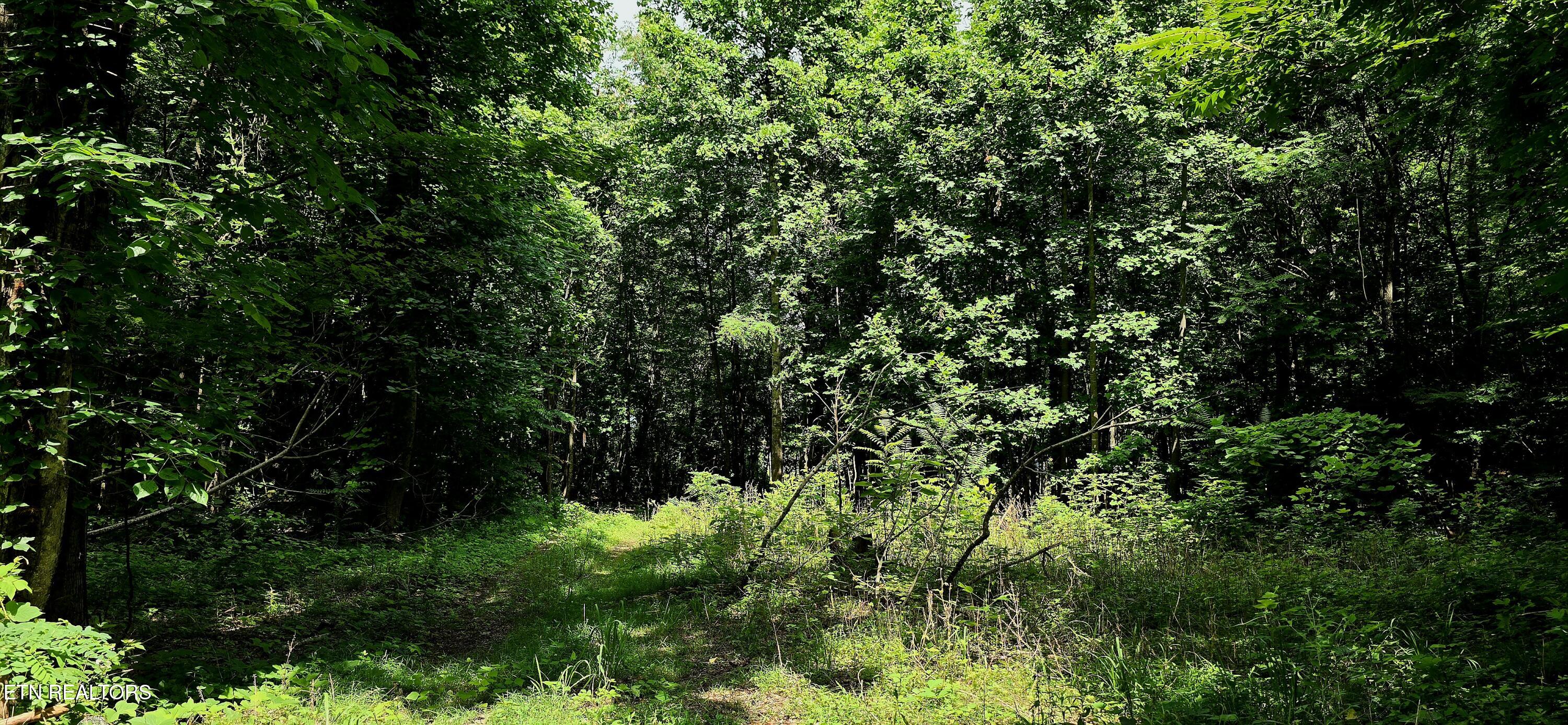 1580 Restful Way Newport, TN 37821 - Photo 5 of 7 20250620_115339