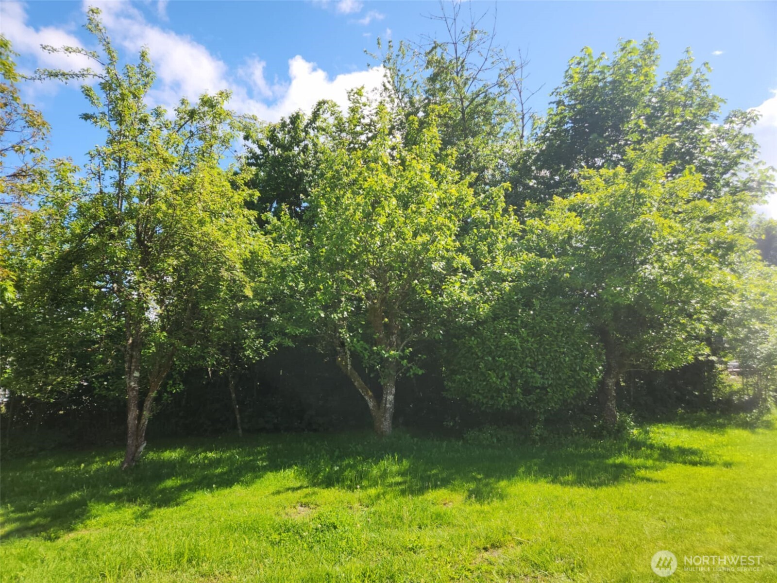 160 Gharet Road Randle, WA 98377 - Photo 25 of 26 a view of a backyard