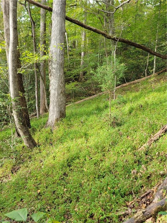 1849 Mission Extension Road Danbury, NC 27016 - Photo 15 of 22 The Big Open Woods