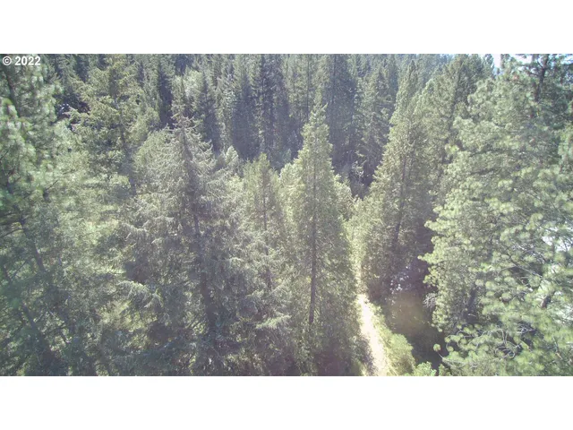 a black and white photo of a forest