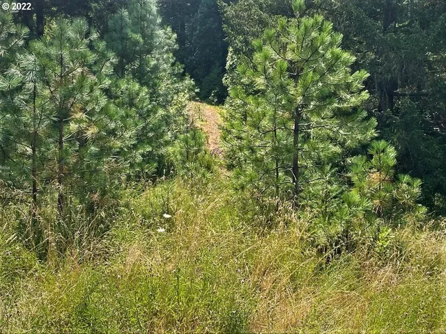 a view of a lush green forest