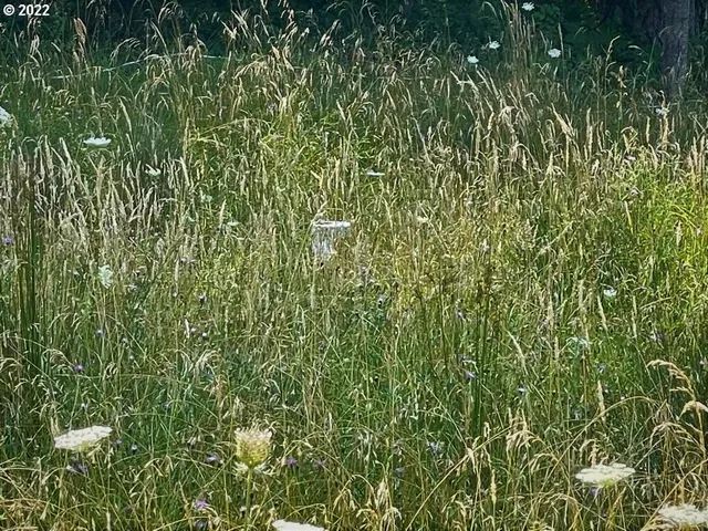 a close up of a plant
